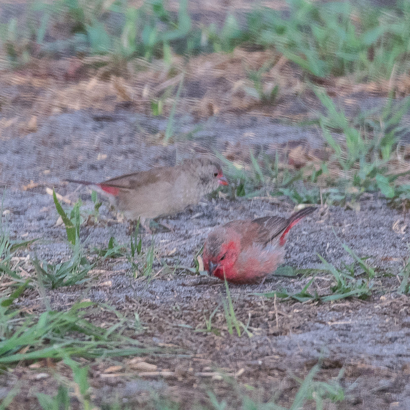 Amarantes du Sénégal (Red-billed firefinch, Lagonosticta senegala), couple atypique, Shinde, Delta de l'Okavango, Botswana-7361